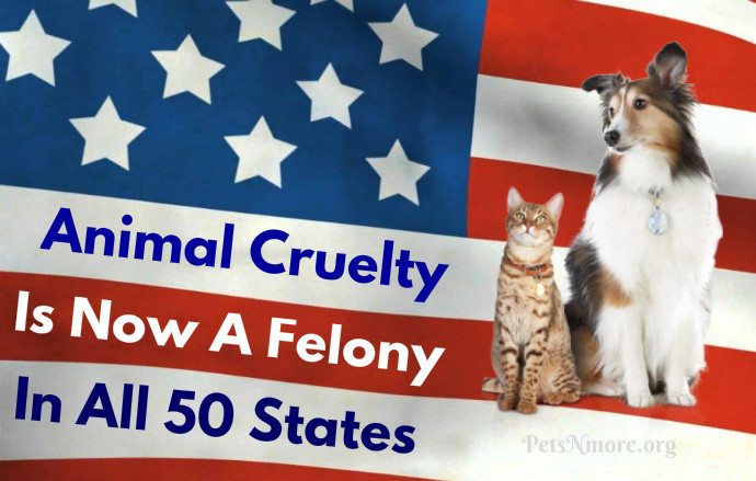Pets N More: EXCELLENT NEWS!!! Animal Cruelty Is Now A Felony In All 50  States