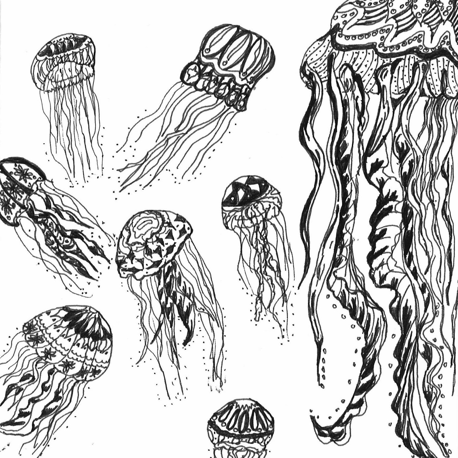 The Common Jellyfish: The Common Jellyfish