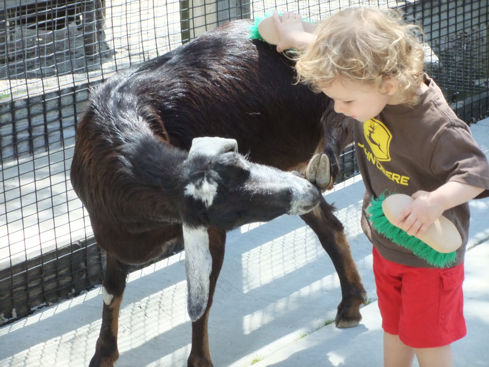 My Bologna Plus 3 Zoo Season