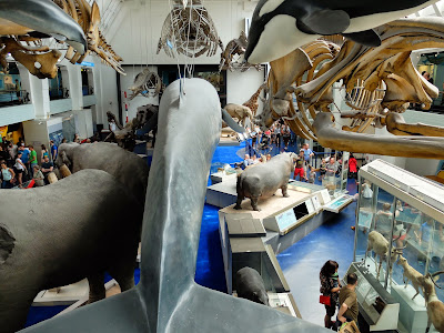 Mammal (Blue Whale) Gallery: Both Ends