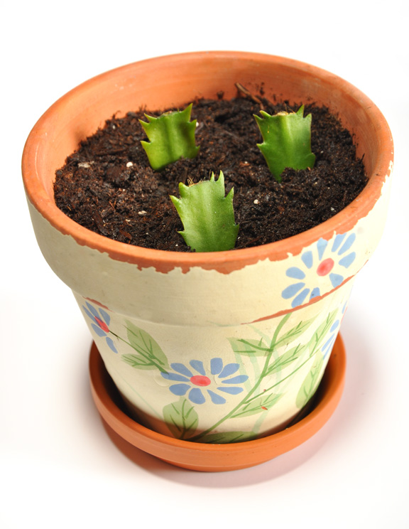three dogs in a garden so i bought a christmas cactus how to propogate christmas cactus