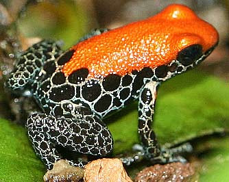 Poison Dart Frog Poison Dart Frog