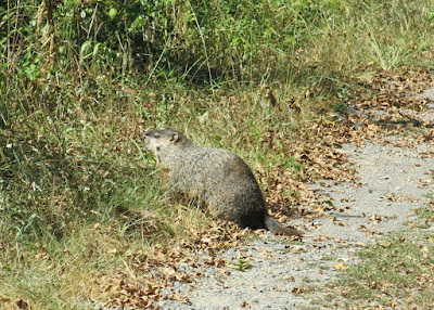 groundhog, September 22, 2016, 1:17:56 PM