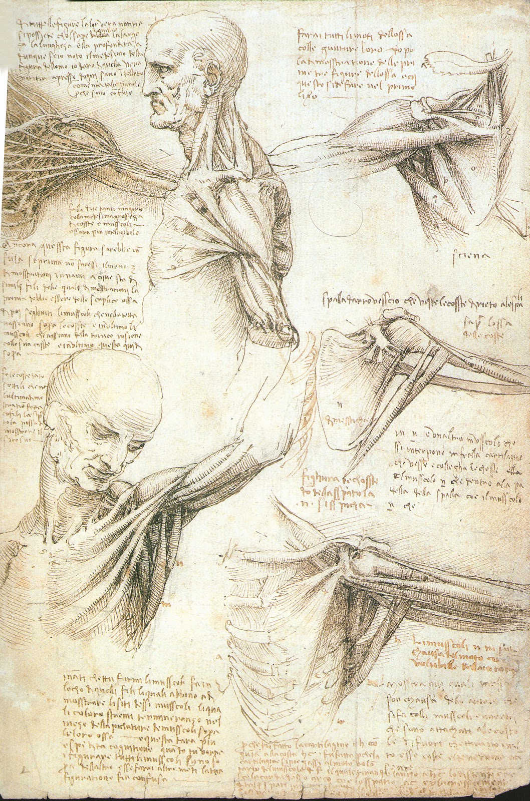 Animation rules then and now, movies and game.: The Art of Anatomy by