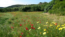 Coquelicots à Cythere