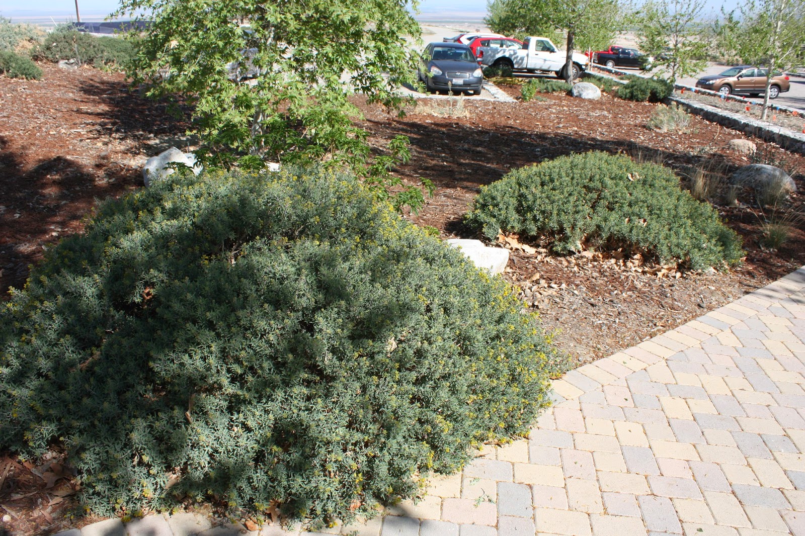 Bakersfield Native Garden California Native Plants in a Bakersfield