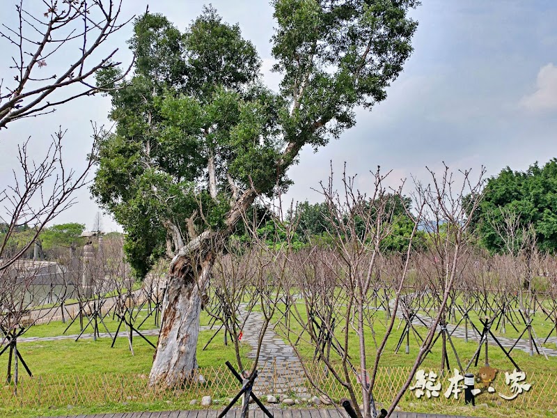 心湖櫻緣|三峽台北大學「心湖櫻花步道」-杜鵑、吉野櫻、木棉花齊綻放