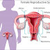 Health Tips : The 6 signs you’ve got an ovarian cyst that’s about to become a big problem