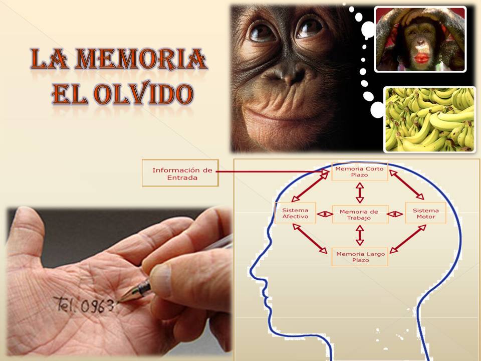 Que Tipo De Texto Es Memoria Y Olvido