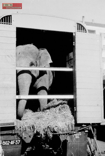 éléphant dans son camion bétaillère 