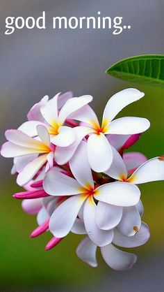 Gud Mrng Images Gud Mrng Images
