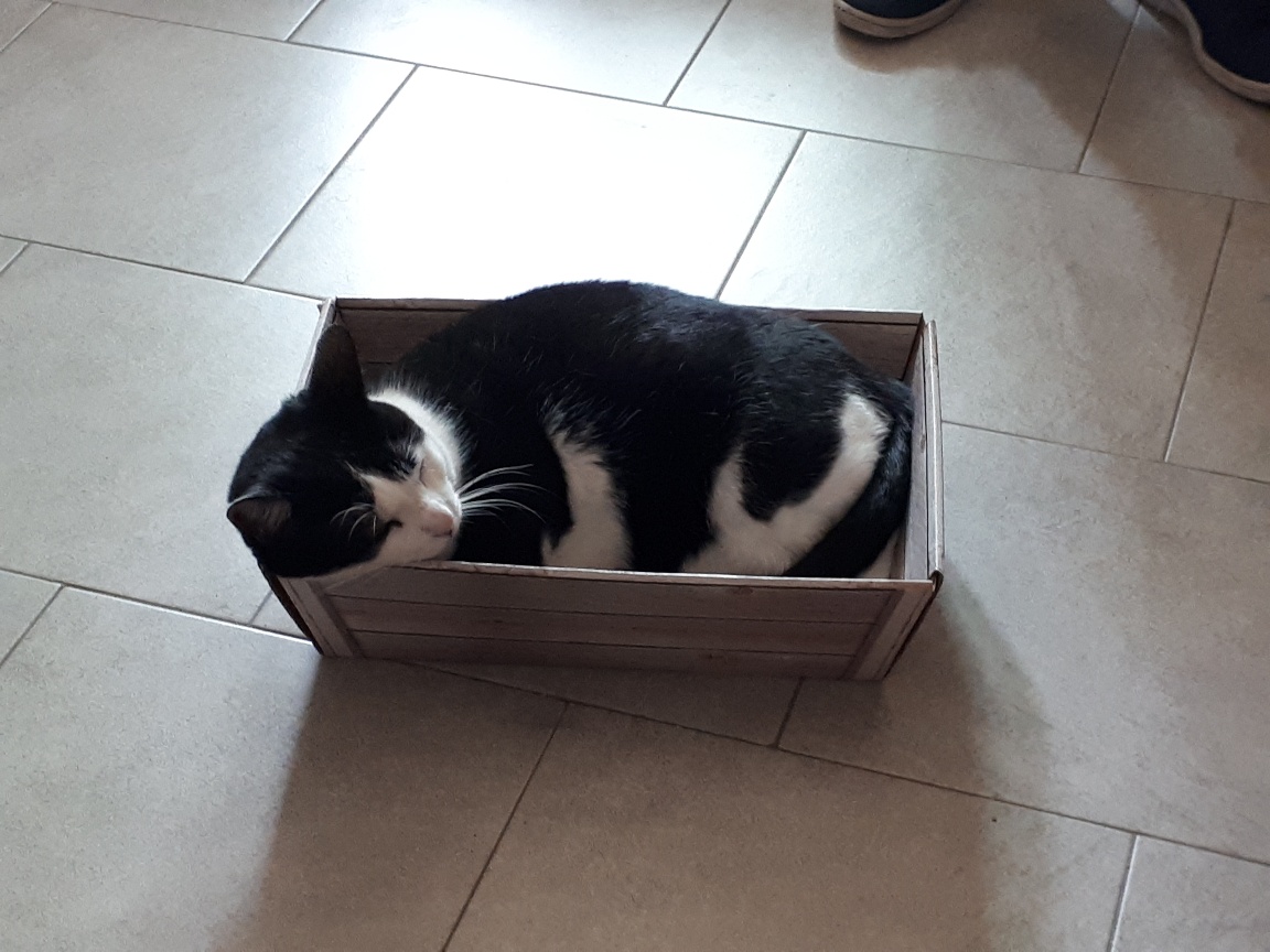 Nero bagnato micio ottenere Fanculo