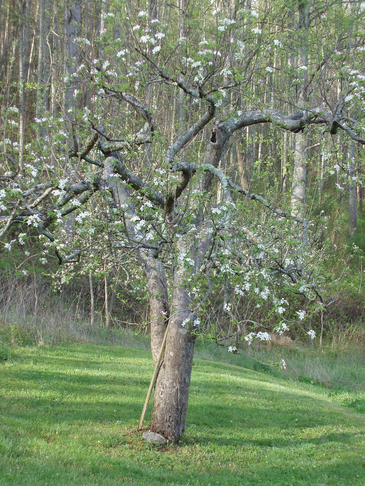 Sweet Honey Buzz Old Apple Trees and Twisted Wisteria Vines