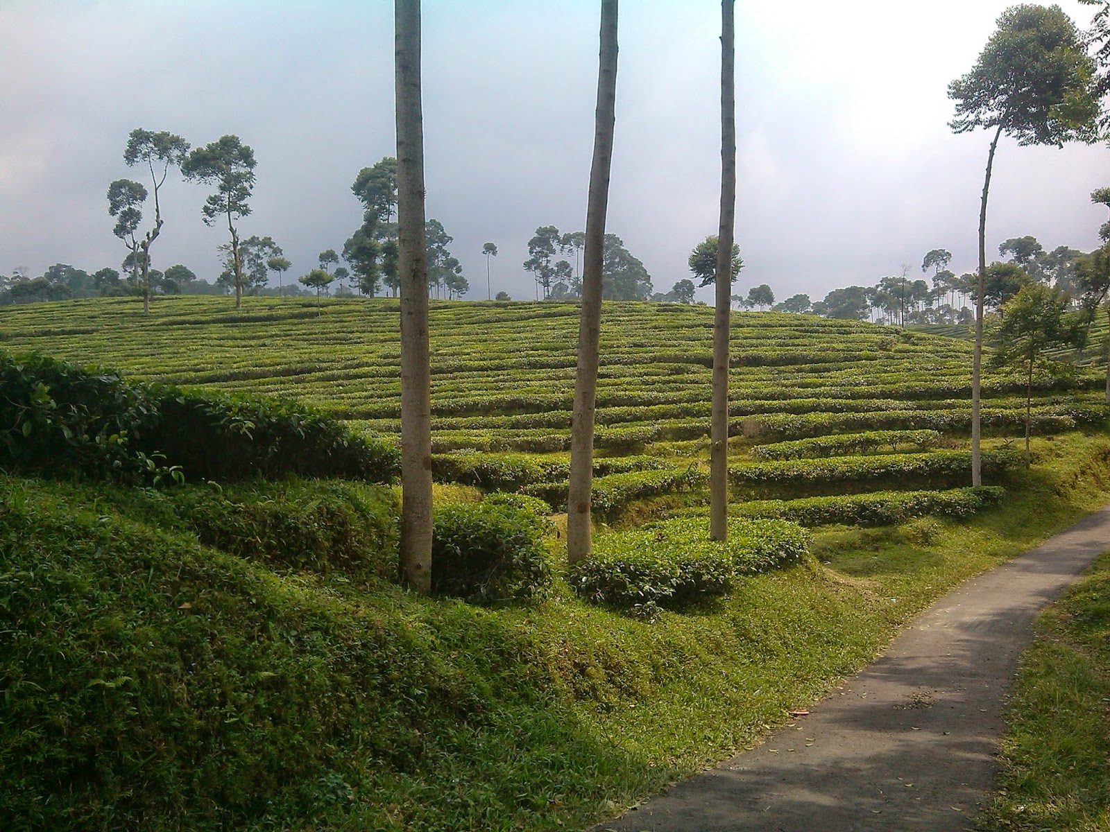 Kebun Teh Pagilaran Batang