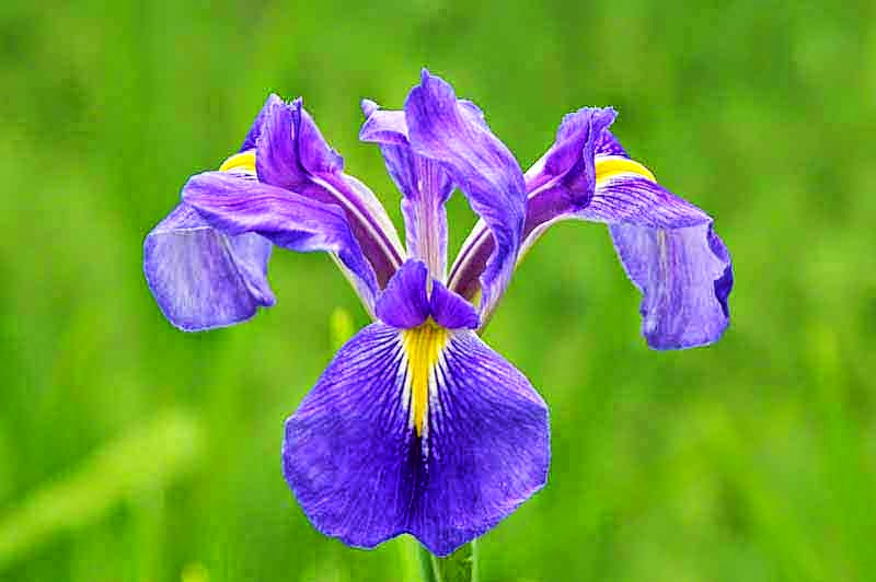 purple and yellow Iris, flower