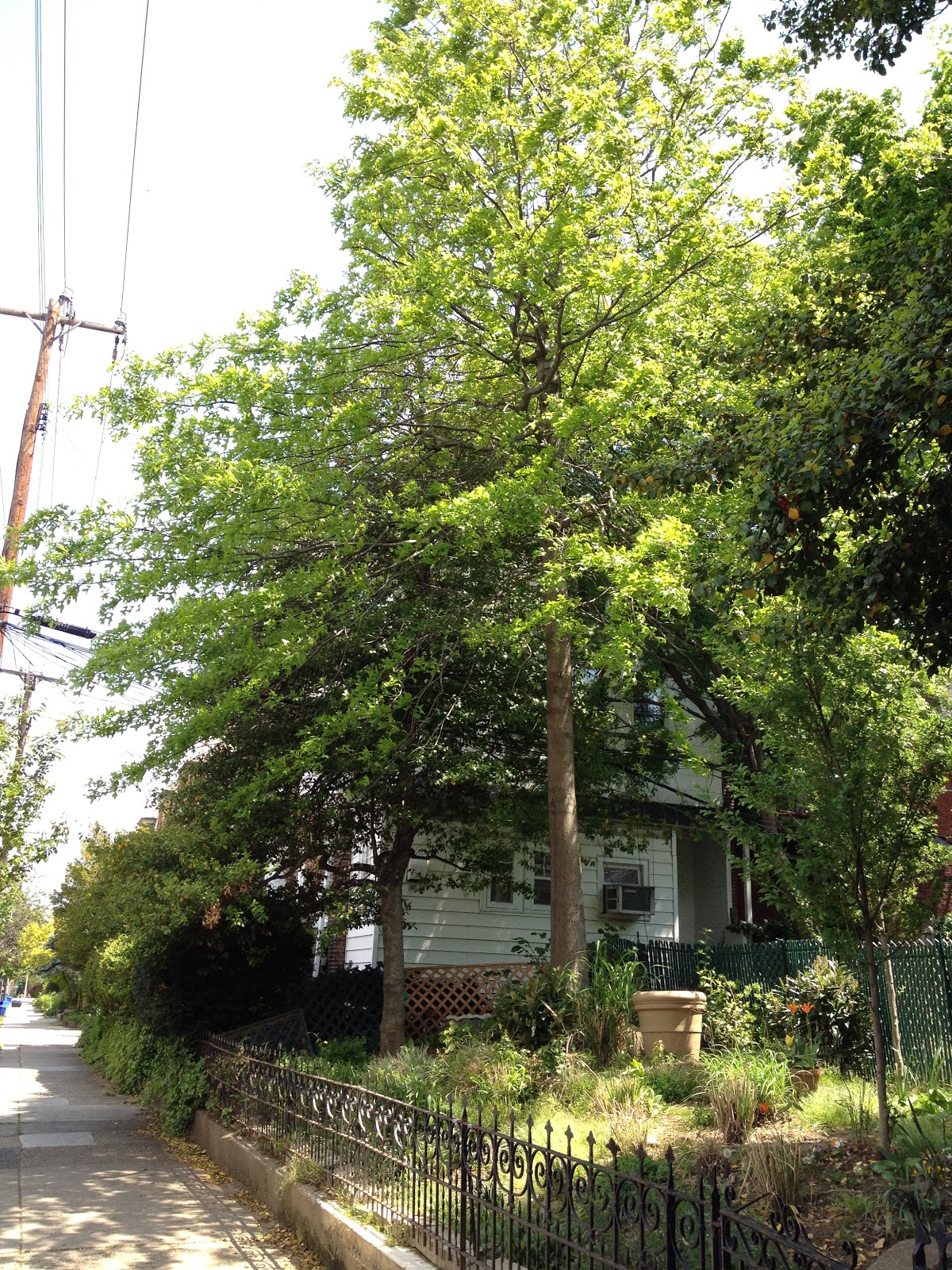 PHILLY TREES PATTERNS A KEY TO NAMING THE TREES