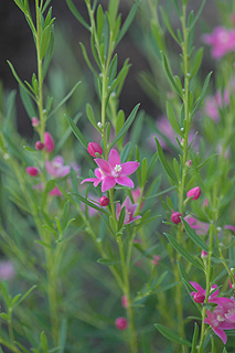 ボロニア・ピンナタ／サザンクロス