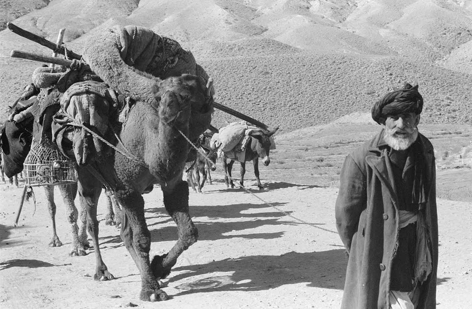 Afghan man leading laden camels and donkeys through an arid, rocky landscape, in November, 1959.