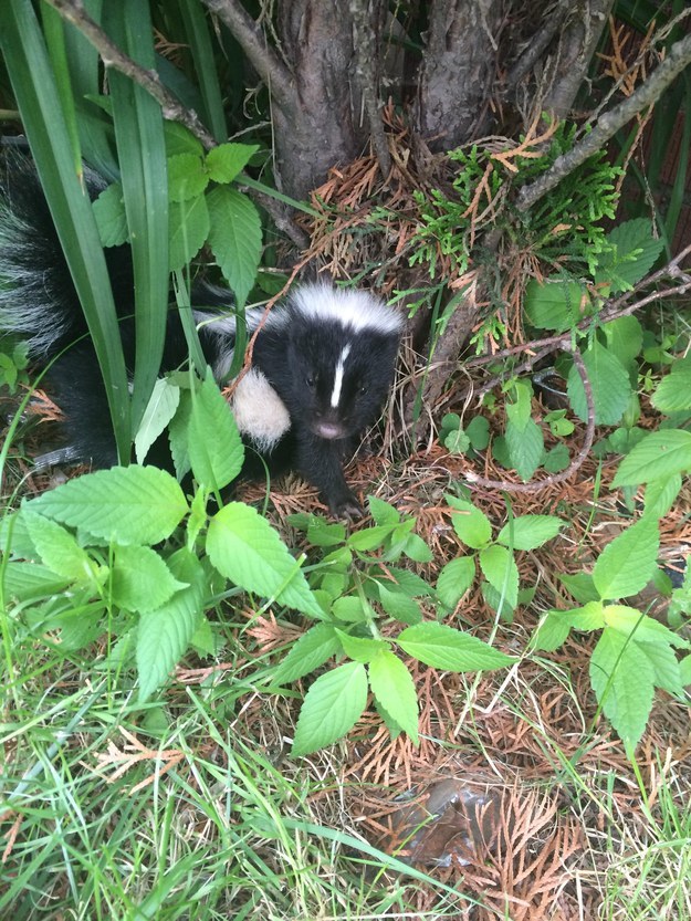 Baby Animals: Baby skunk 1
