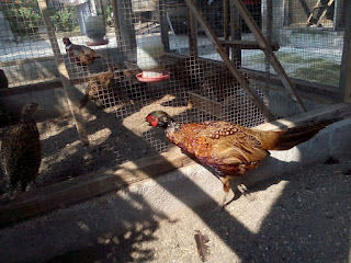 Ringneck Pheasant
