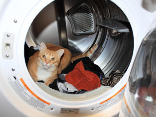 Grief Healing: Pet Loss: Curious Cats Get Killed in Clothes Dryers