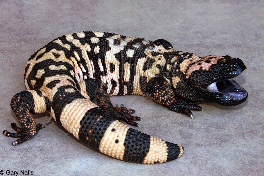 Gila Monster Fun Animals Wiki, Videos, Pictures, Stories