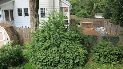 streambank mock orange, Saturday, August 06, 2016, 11:07:18 AM