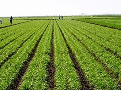 Ουρουγουάη: «Έξυπνες» καλλιέργειες για τη σίτιση εκατομμυρίων ανθρώπων