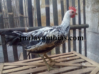 Galeri Foto Ayam Onagadori Terbaru 6 Galeri Foto Ayam Onagadori Terbaru Jual Ayam Hias Ayam Onagadori Usia 4 Bulan