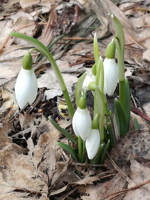 przebiśniegi galanthus nivalis