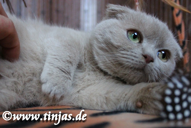 Fawn Scottish Fold kitten Schottische Faltohrkatze in fawn ( Züchter : Tinjas )