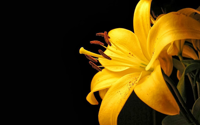 Wallpaper bunga cantik Wallpaper bunga cantik