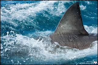 great white shark fin