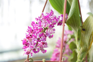 , Visita alle serre di Giulio Celandroni, diarid'orchidee