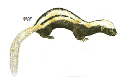 African striped weasel