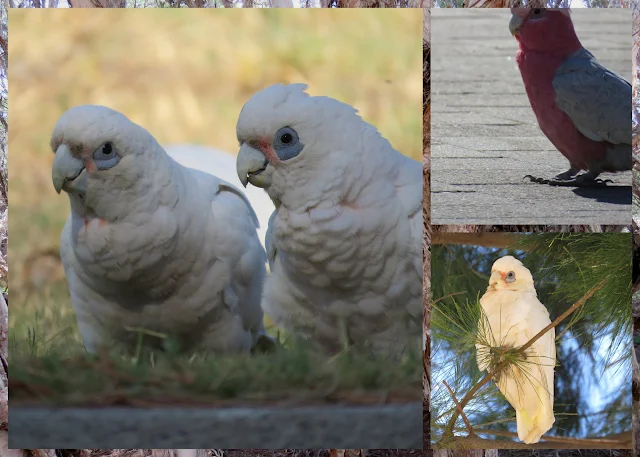 Western Corellas and Galahs spotted on a road trip between Margaret River and Perth in Western Australia