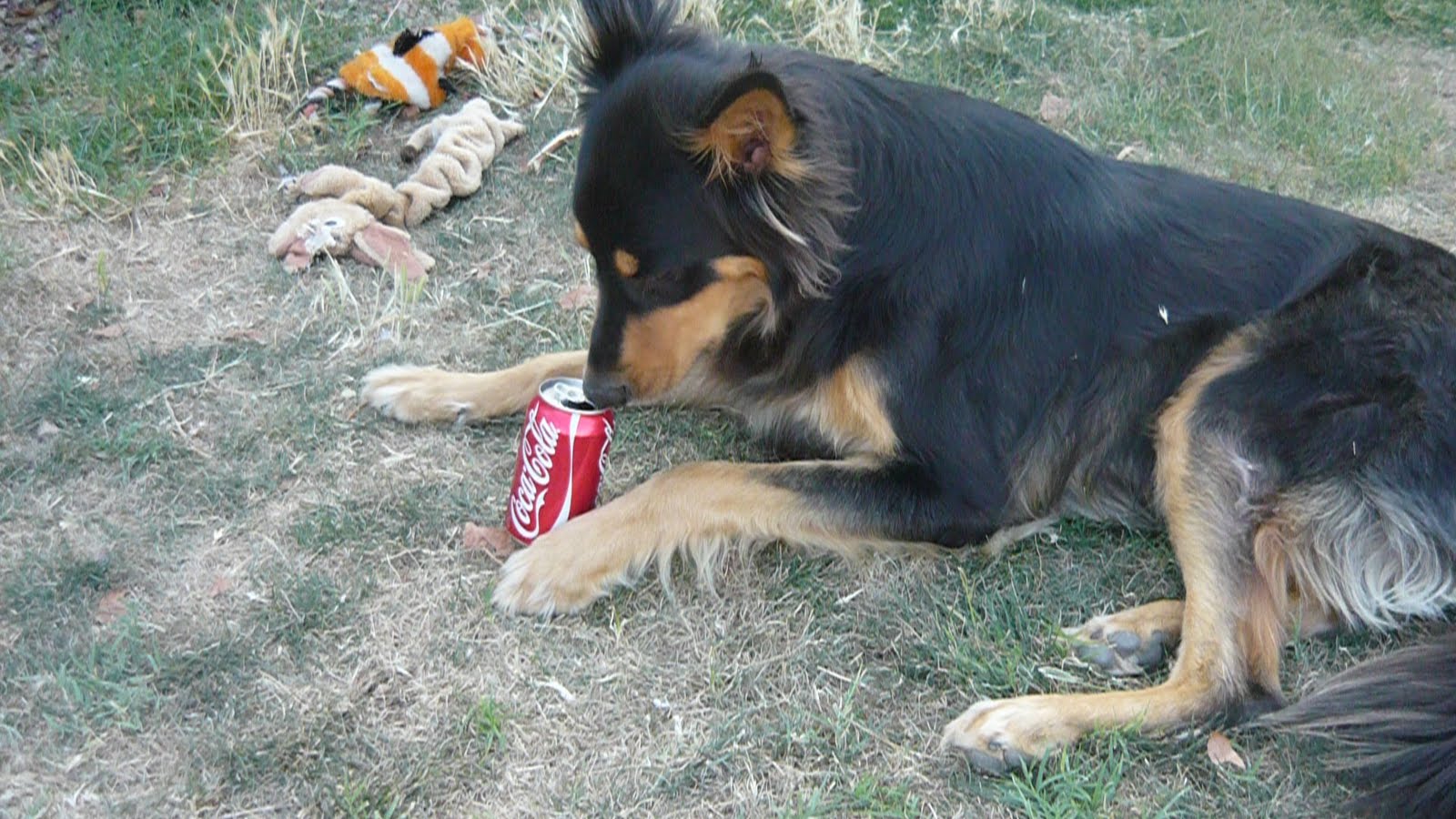 Blogging House Dogs CocaCola, a Dogs Drink