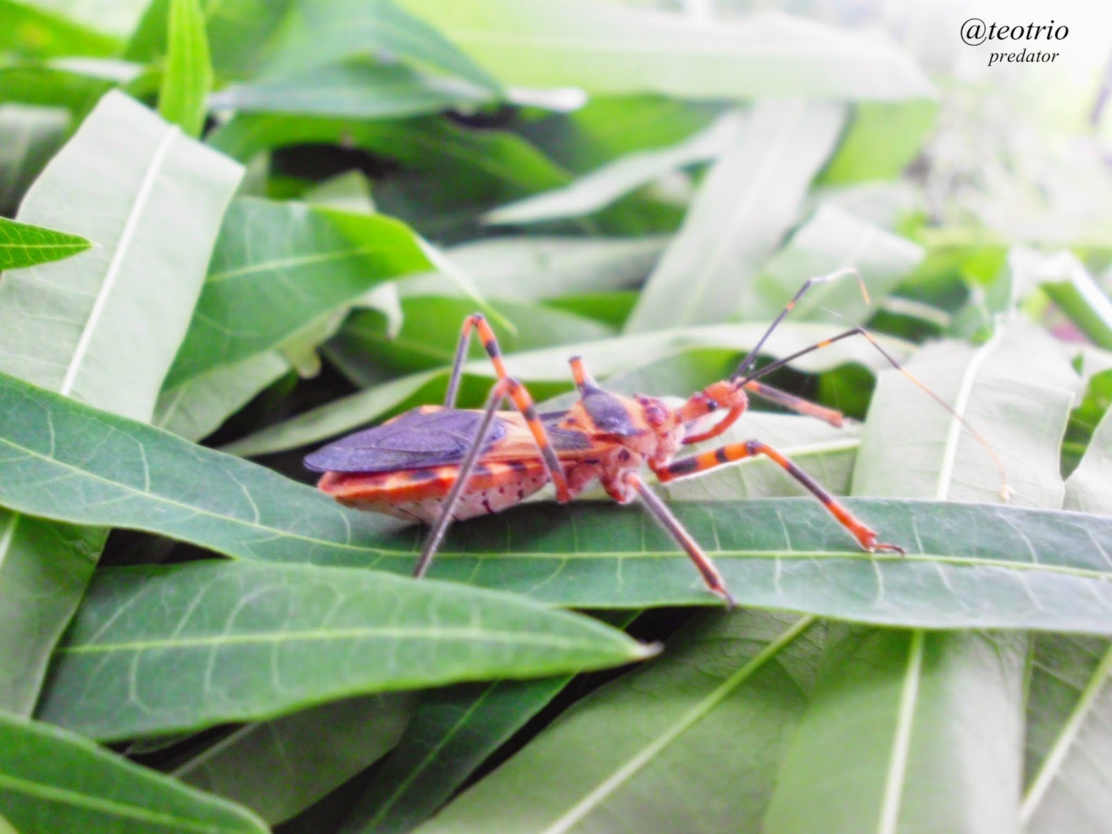Serangga Bapal Pucung