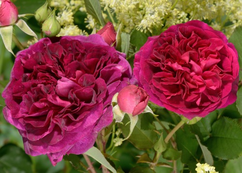 Munstead Wood rose сорт розы фото  