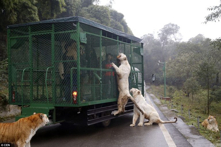 In This Zoo, Animals Roam Freely While Humans Are Caged