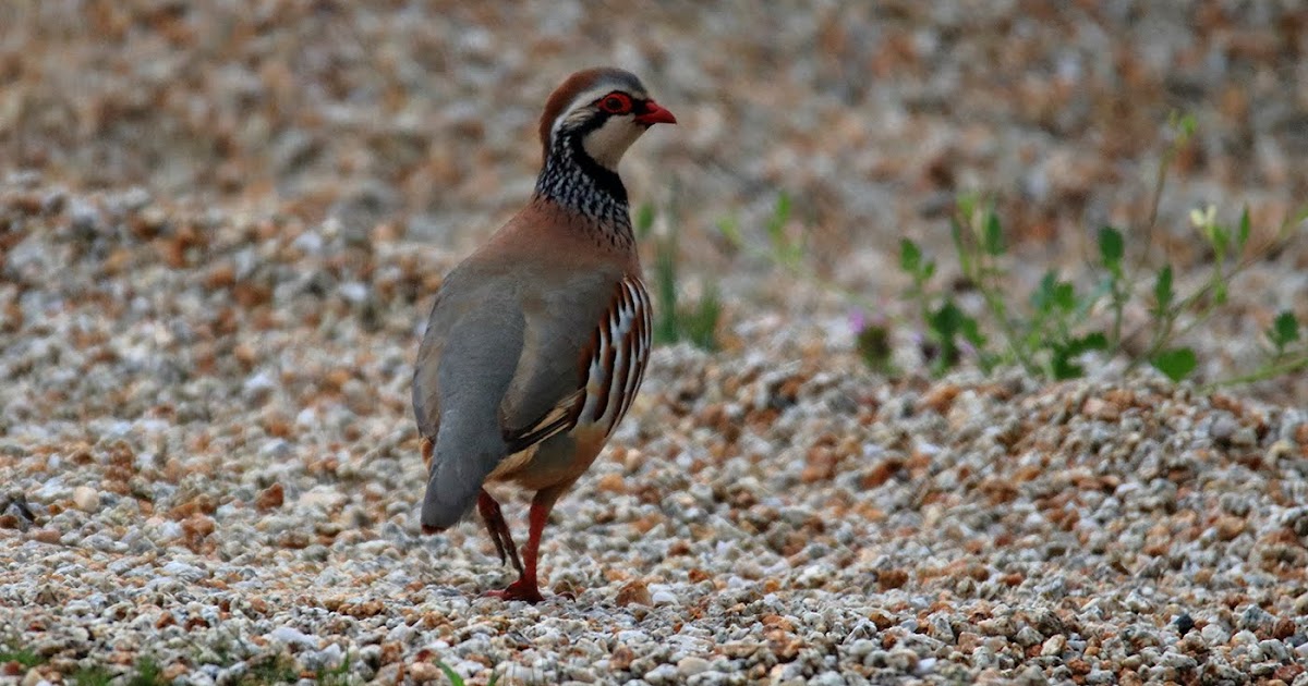 Hablemos de la perdiz roja (Alectoris rufa), fauna en la provincia de
