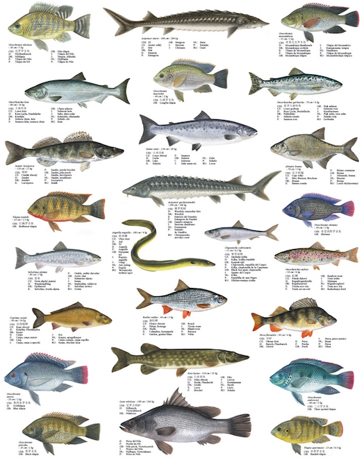 poisson espèces représentatives