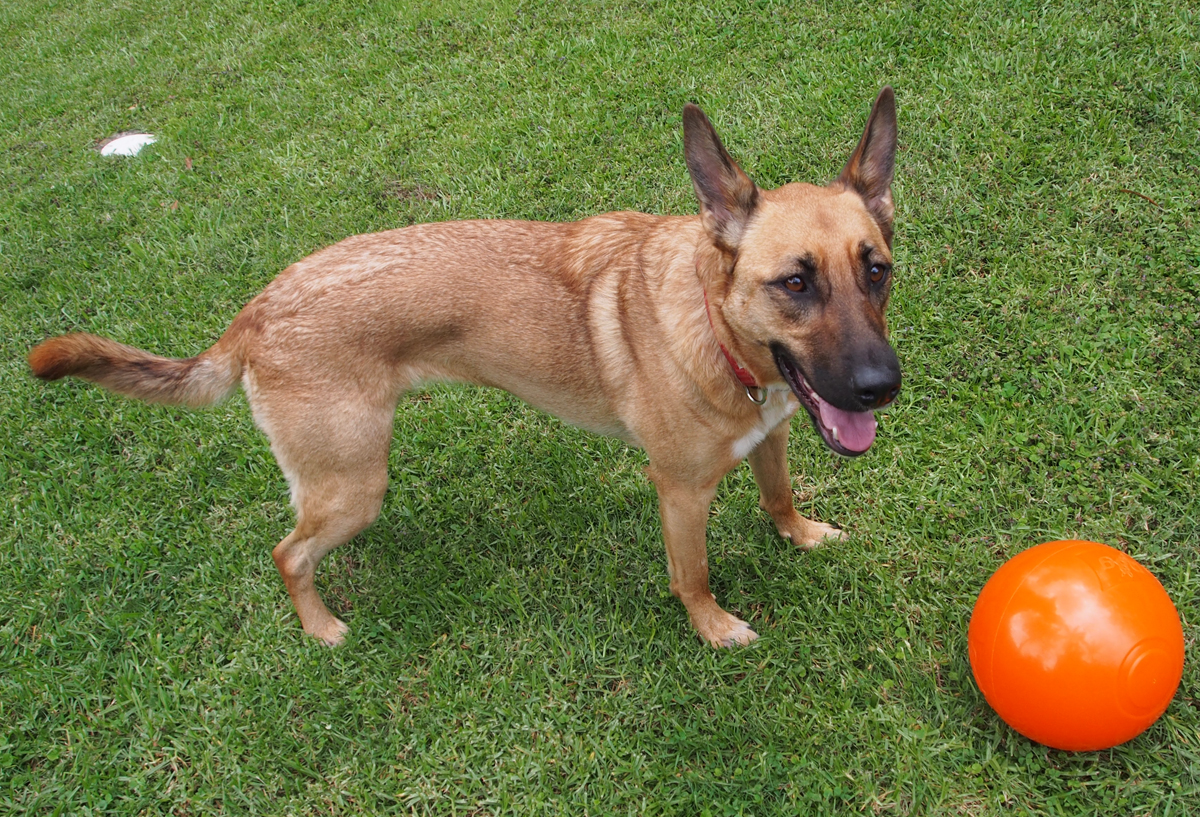 Tough Dog Toys Safe for Home Alone Australian Dog Lover