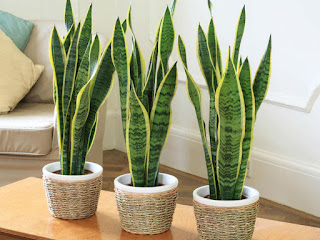 Tips Cara Merawat Sansevieria Tips Cara Merawat Sansevieria