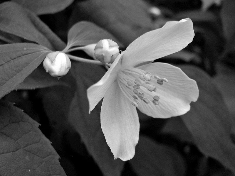 Roy's World May Flowers in Black & White