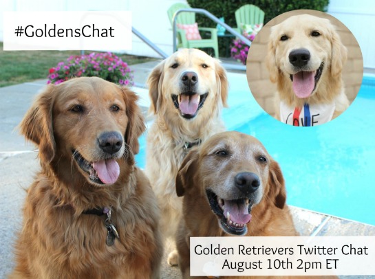 Golden Retrievers posing for a picture by the pool