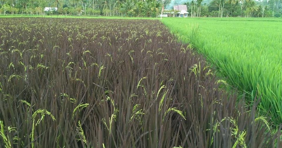 padi black madras - saipol