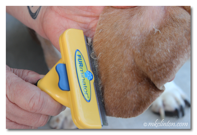 FURminator being used on dog's ear