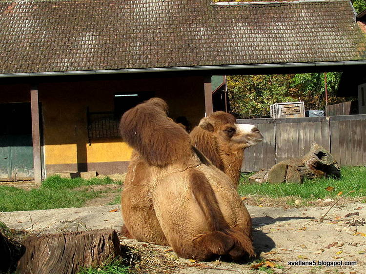 Zoo Zagreb kamela