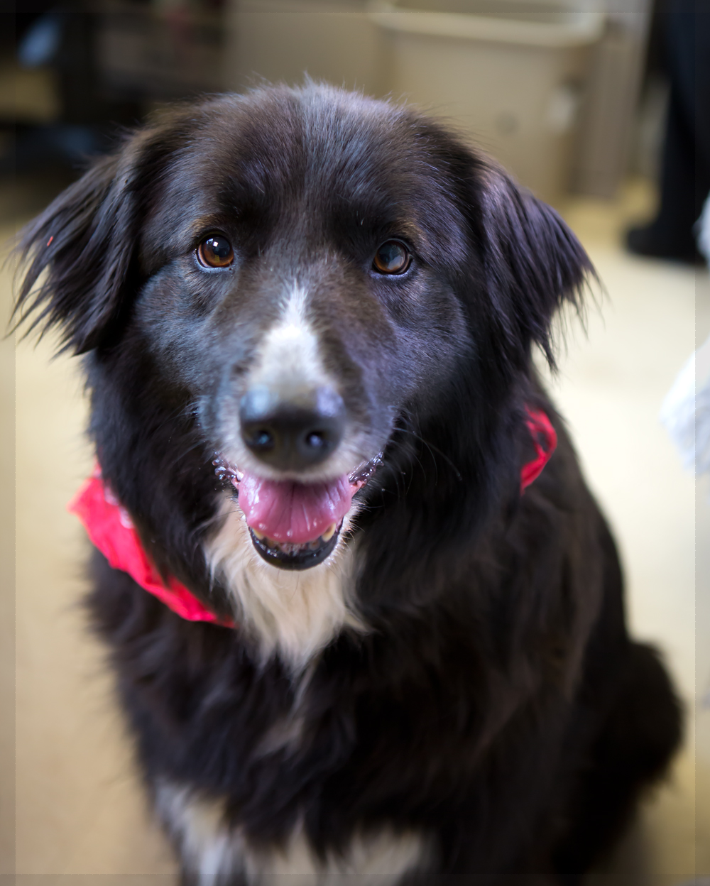 Australian Border Collie Lab Mix